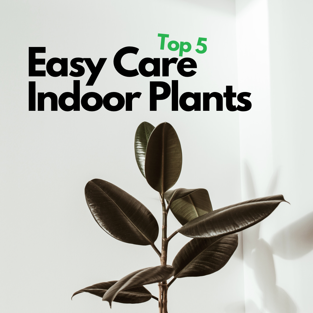 5 Low Maintenance - Indoor Plants for Busy Homeowners