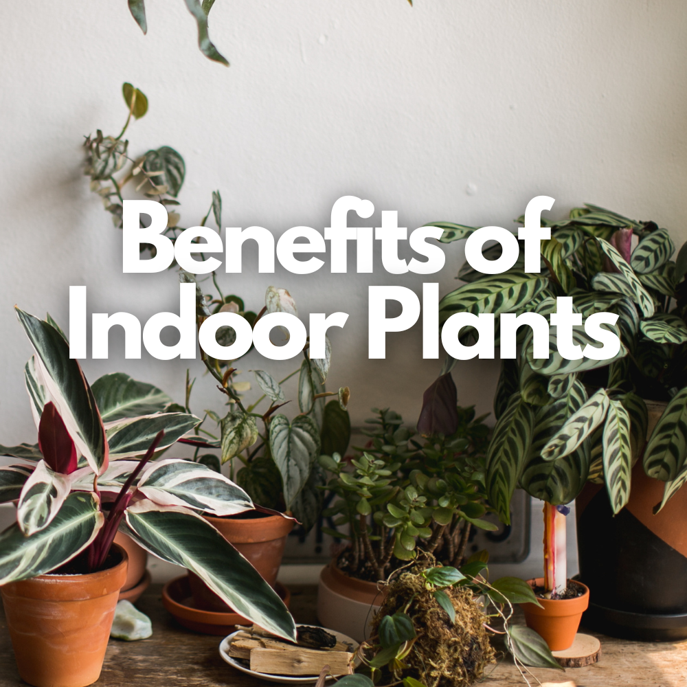 The Benefits of Indoor Plants Blog
