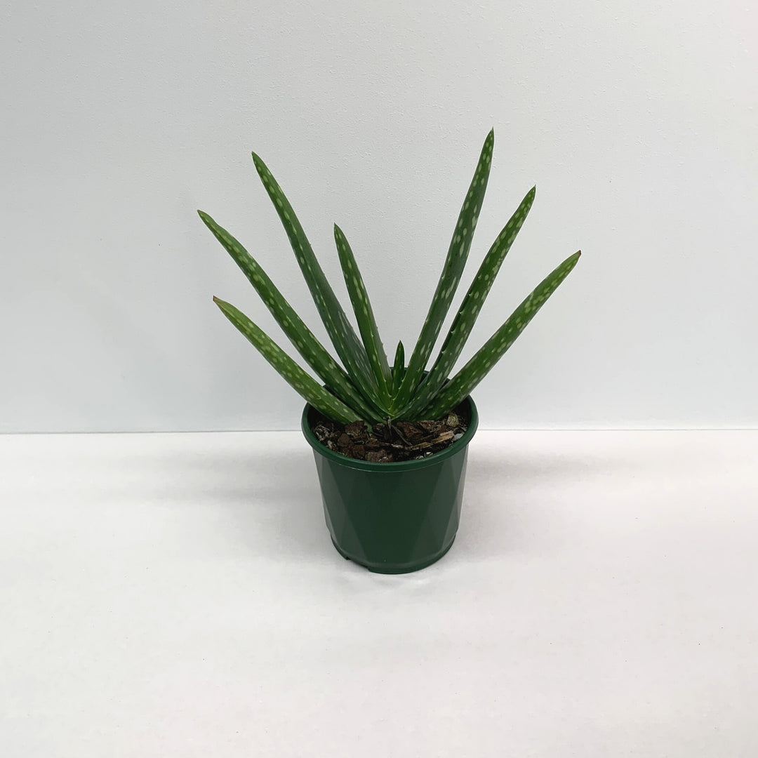 Aloe Vera (Chinensis)