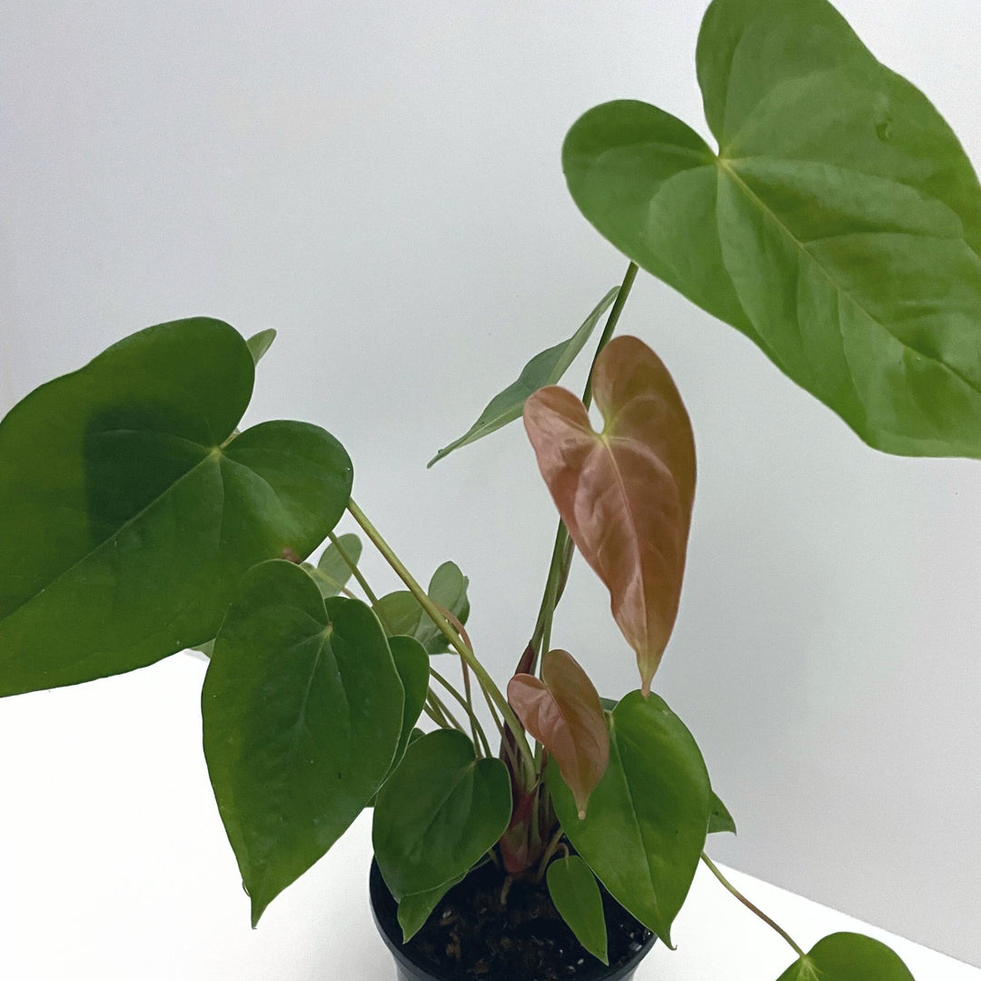 Anthurium Andraeanum Leaves