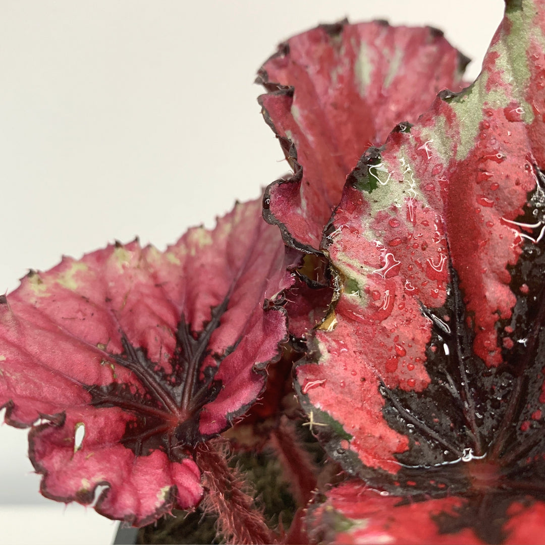 Begonia Rex 'Red Robin' Leaves