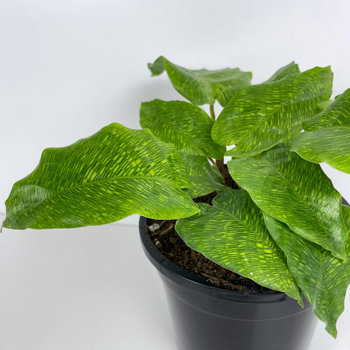 Calathea Musaica (Network Plant) Leaves