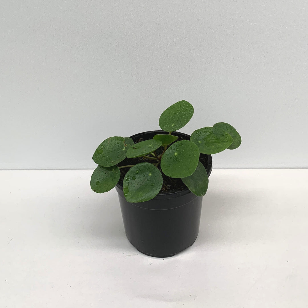 Chinese Money Plant (Pilea Peperomoides)