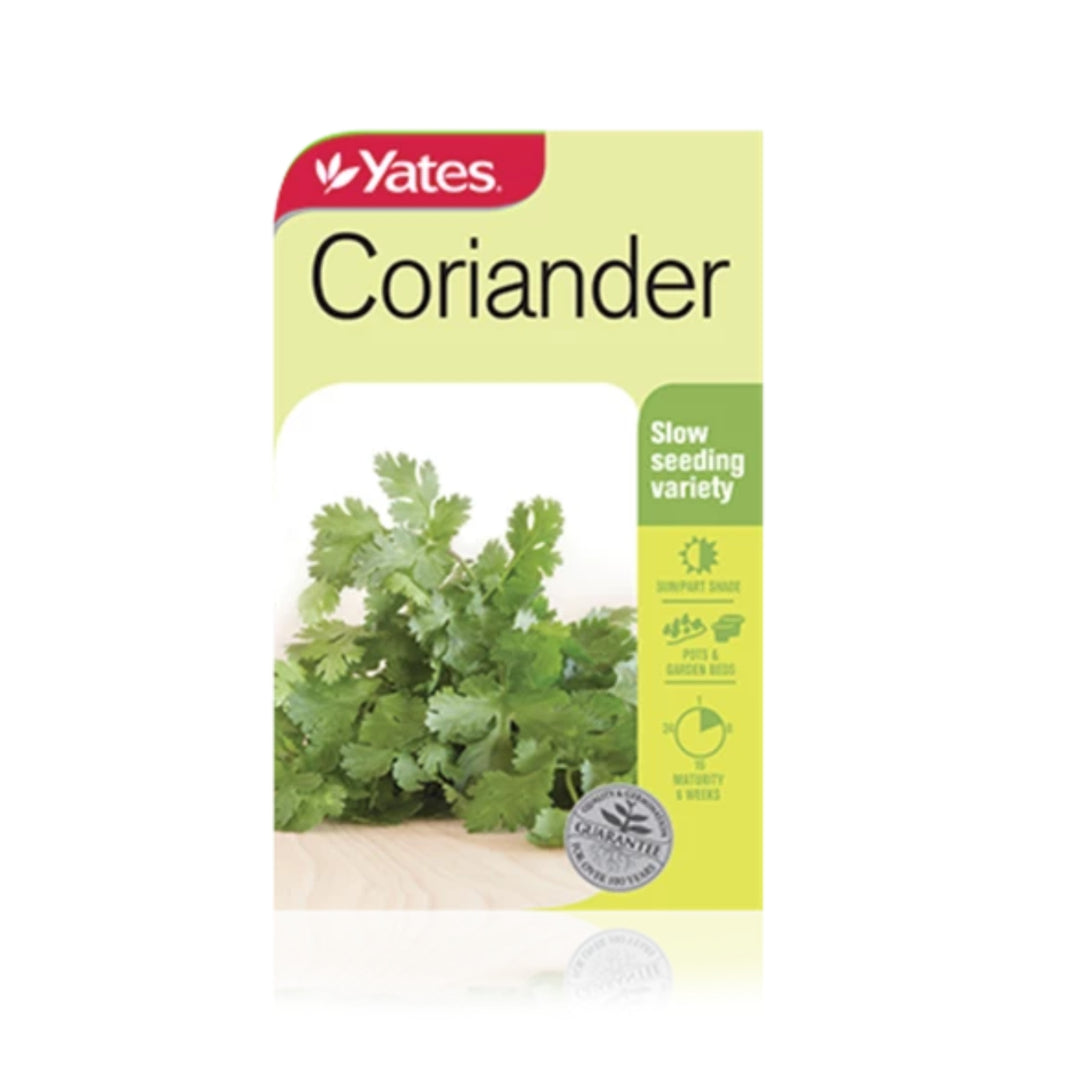 Coriander - Plant Seeds