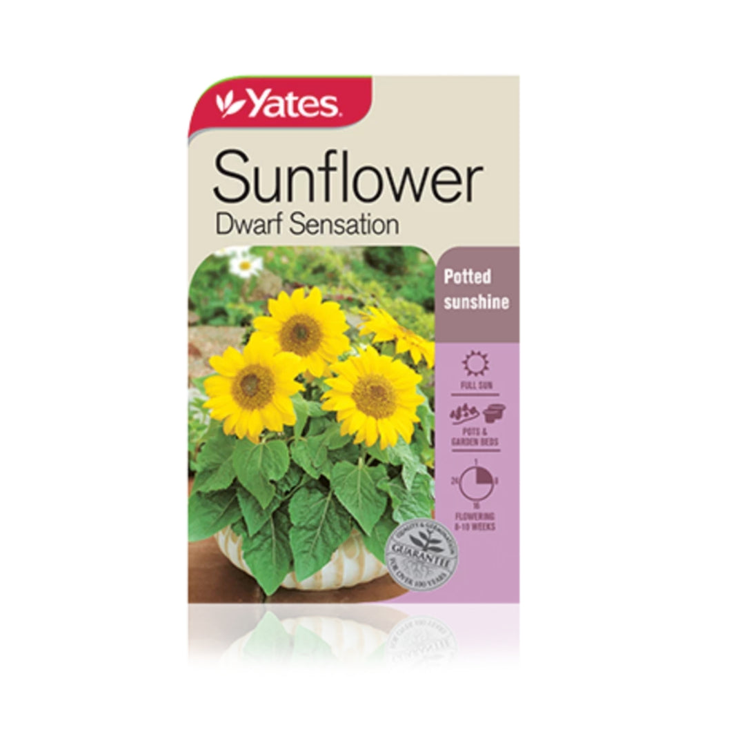 'Dwarf Sensation' Sunflower Plant Seeds