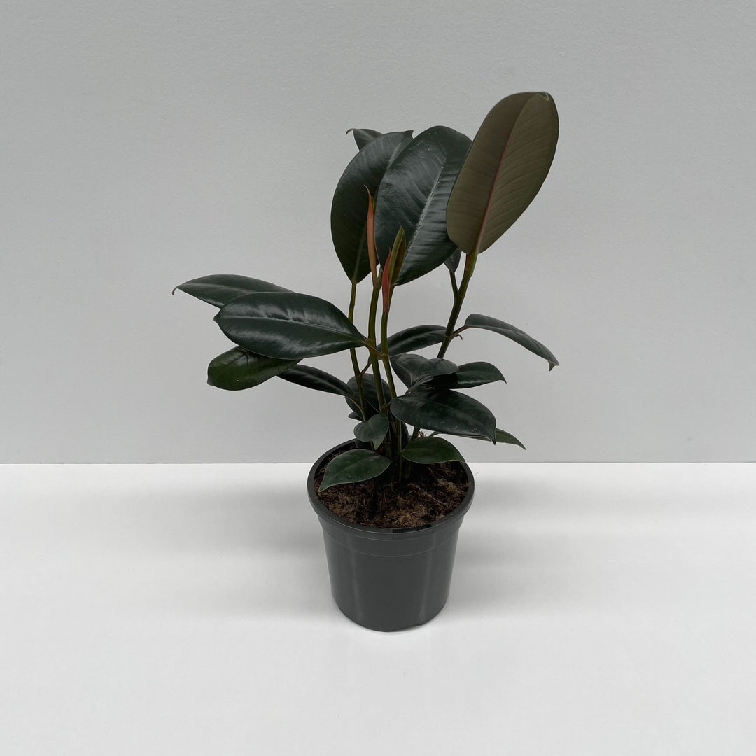 Ficus Elastica Decora (Rubber Plant) 12cm