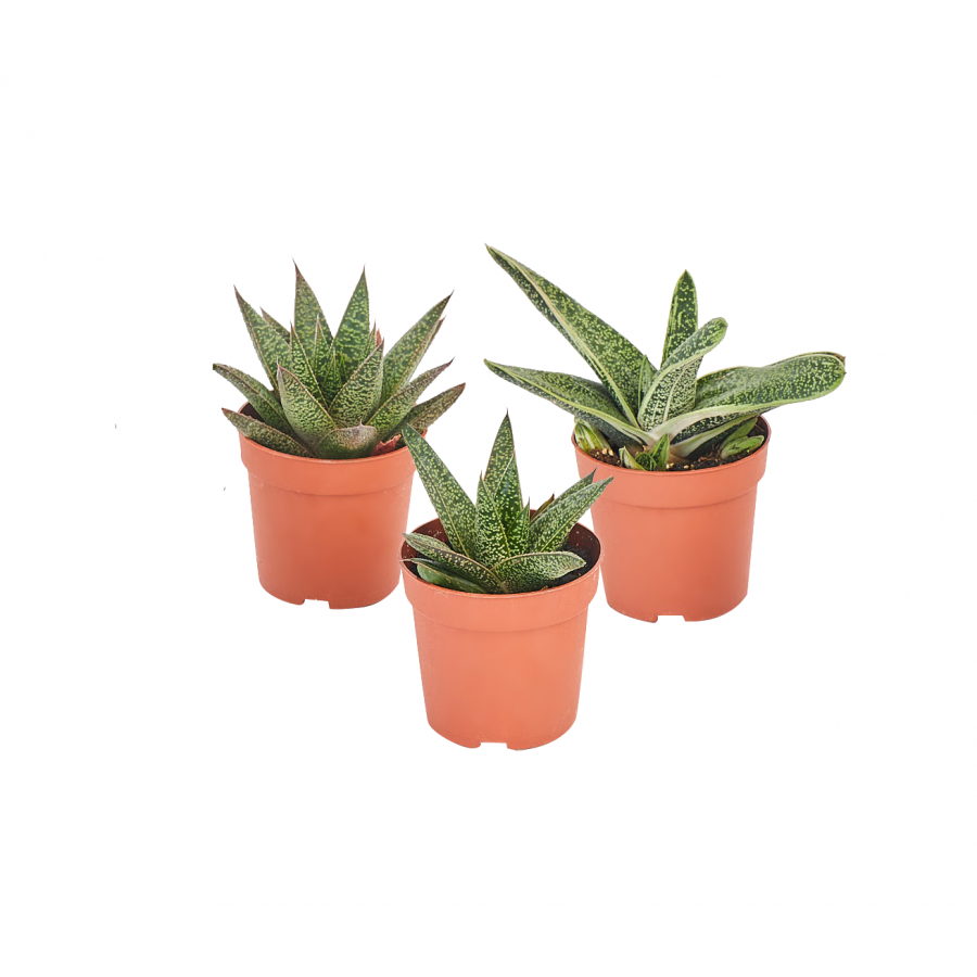 Gasteria Succulents (Variety Pack)