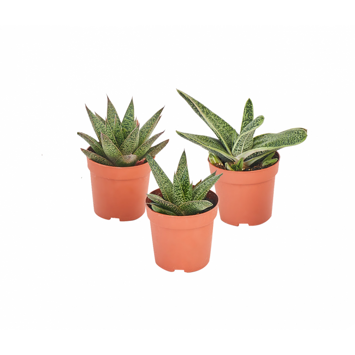 Gasteria Succulents (Variety Pack)