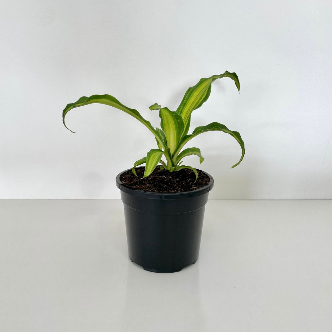 Happy Plant (Dracaena Fragrans)