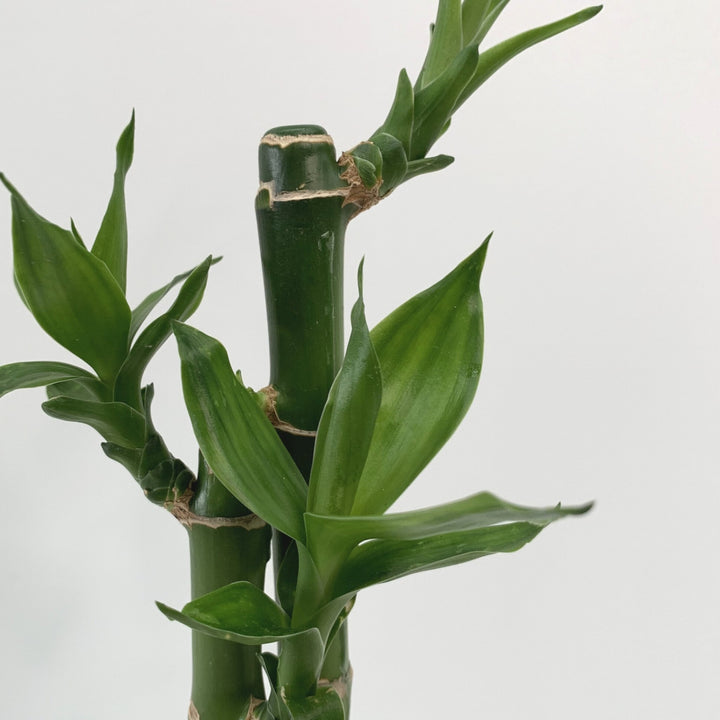 Lucky Bamboo (Dracaena Sanderiana)