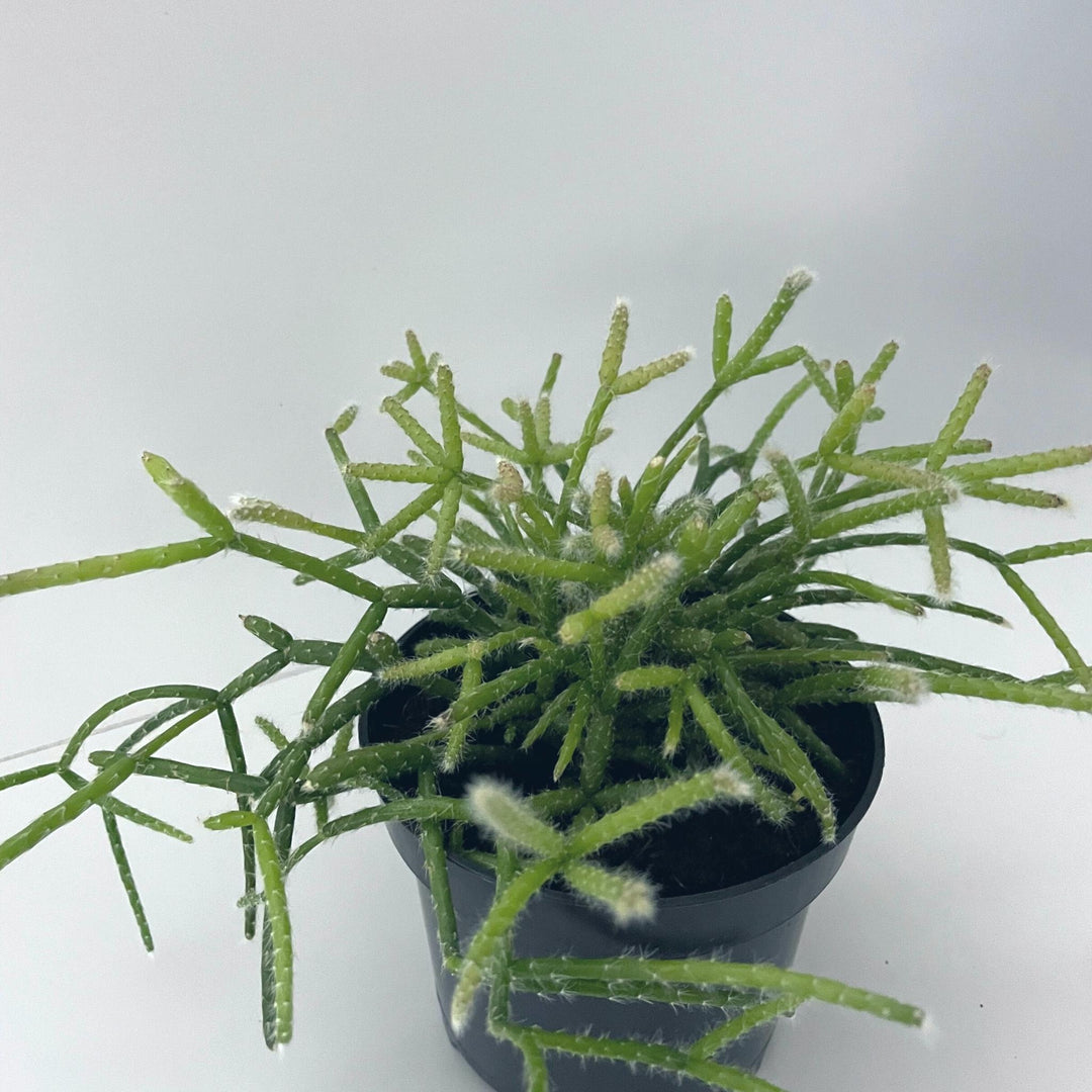 Mistletoe Cactus (Rhipsalis Baccifera)