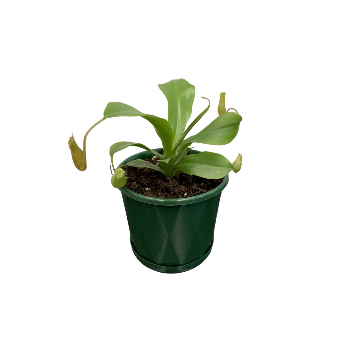Nepenthes (Tropical Pitcher Plant)