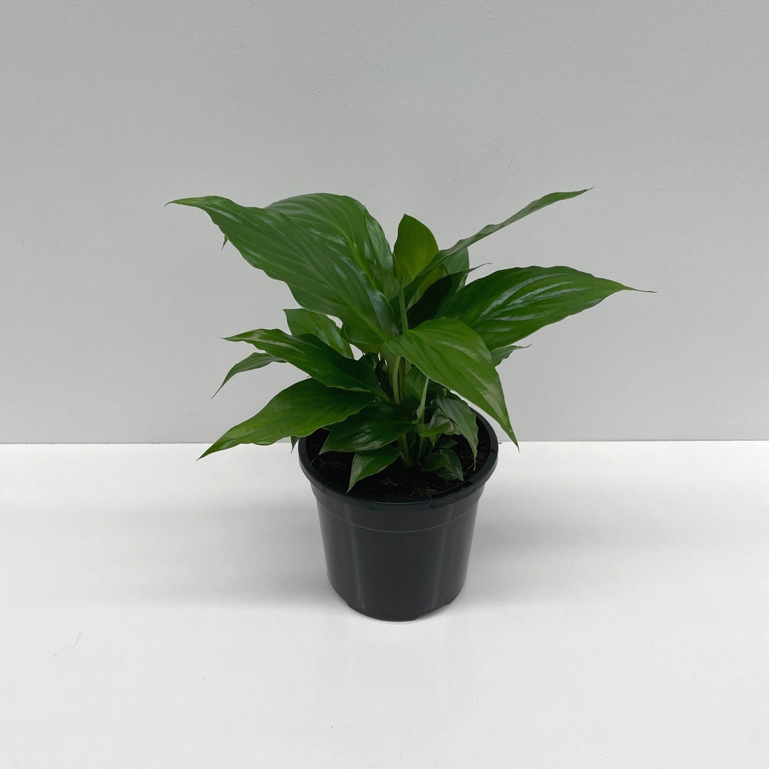 Peace Lily (Spathiphyllum Wallisii) - 13cm