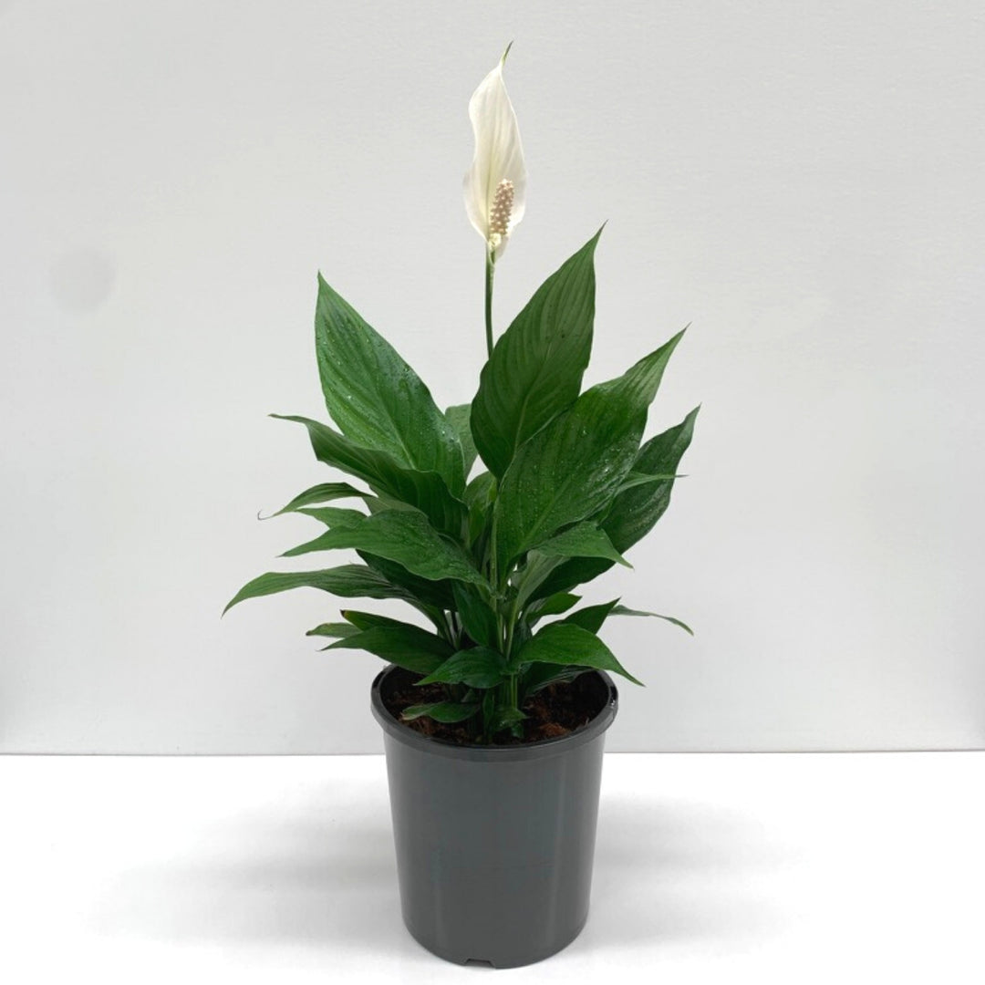Peace Lily (Spathiphyllum Wallisii) - Flowering