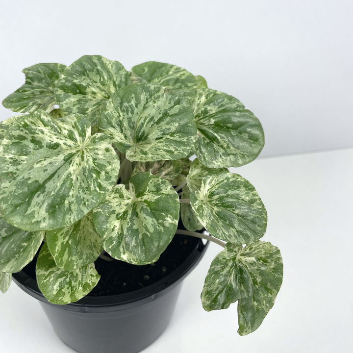 Peperomia Caperata 'Pink Lady' Leaves