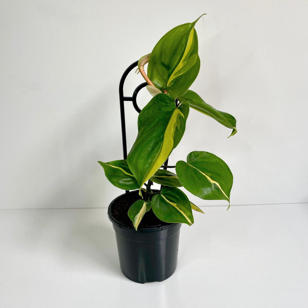 Philodendron Brasil 13cm
