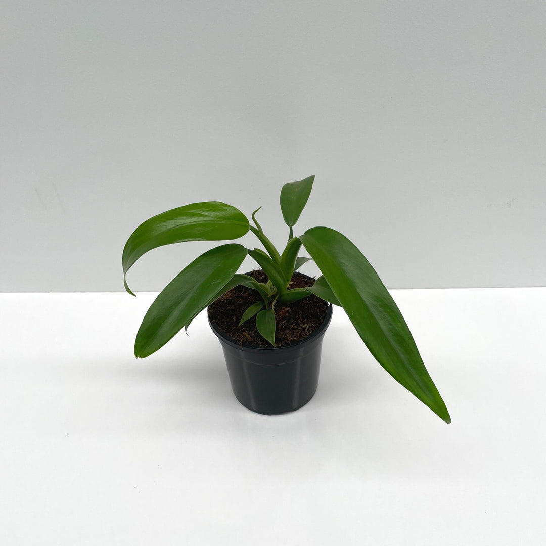 Philodendron Pandurifome