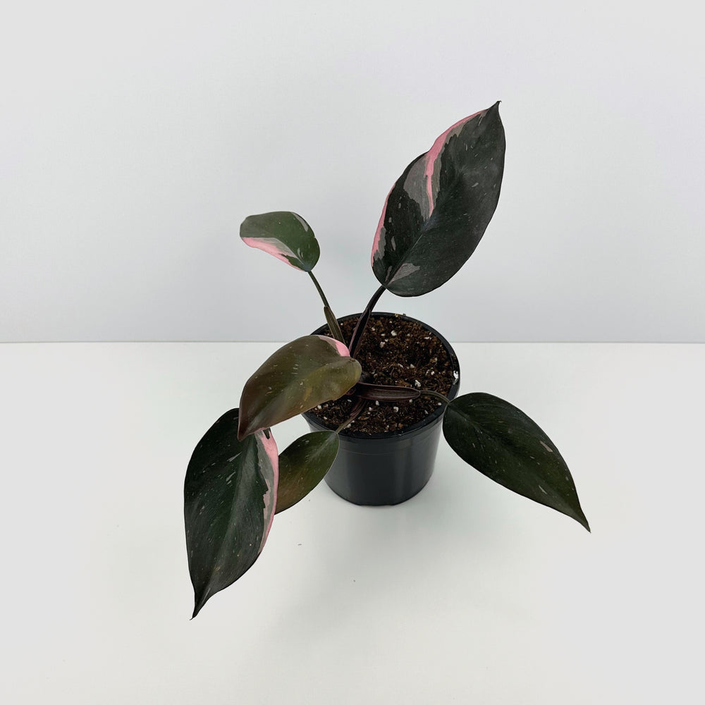 Philodendron Pink Princess 130mm