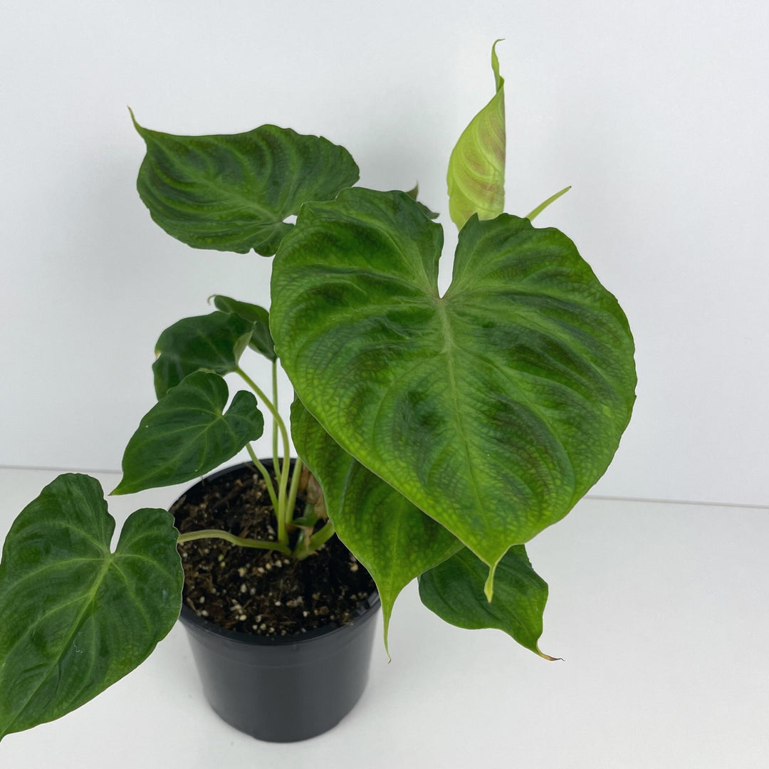 Philodendron Verrucosum Leaves