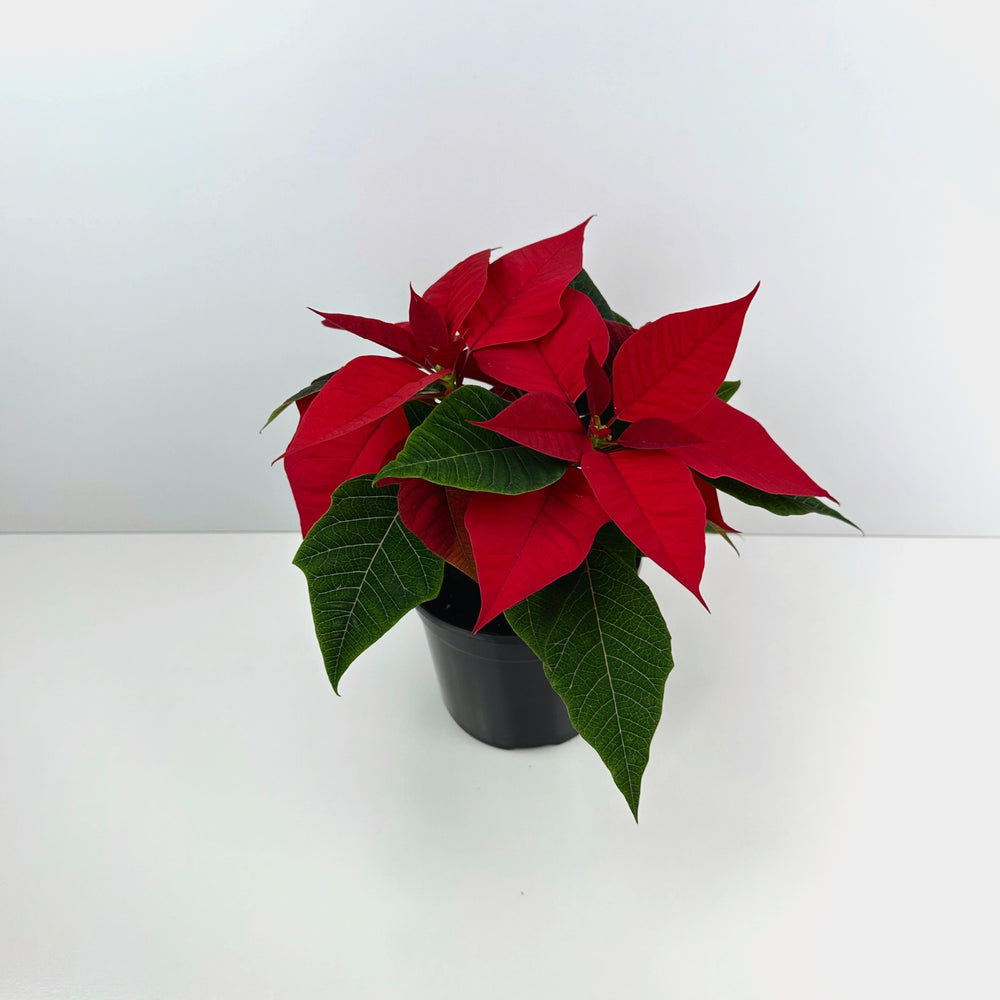 Poinsettia Red 'Christmas Plant'