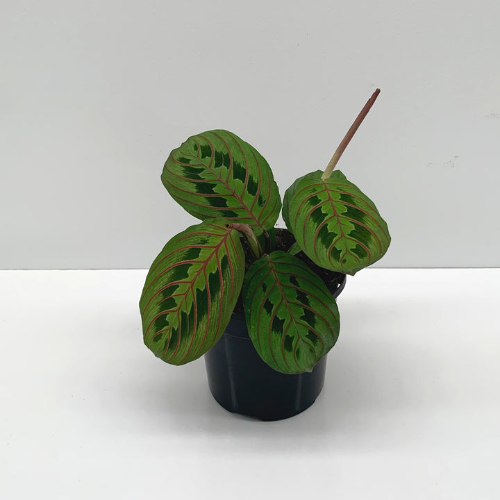 Red/Black Prayer Plant (Maranta Erythroneura)