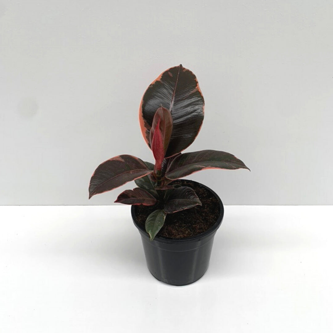 Ficus Ruby (Rubber Plant)