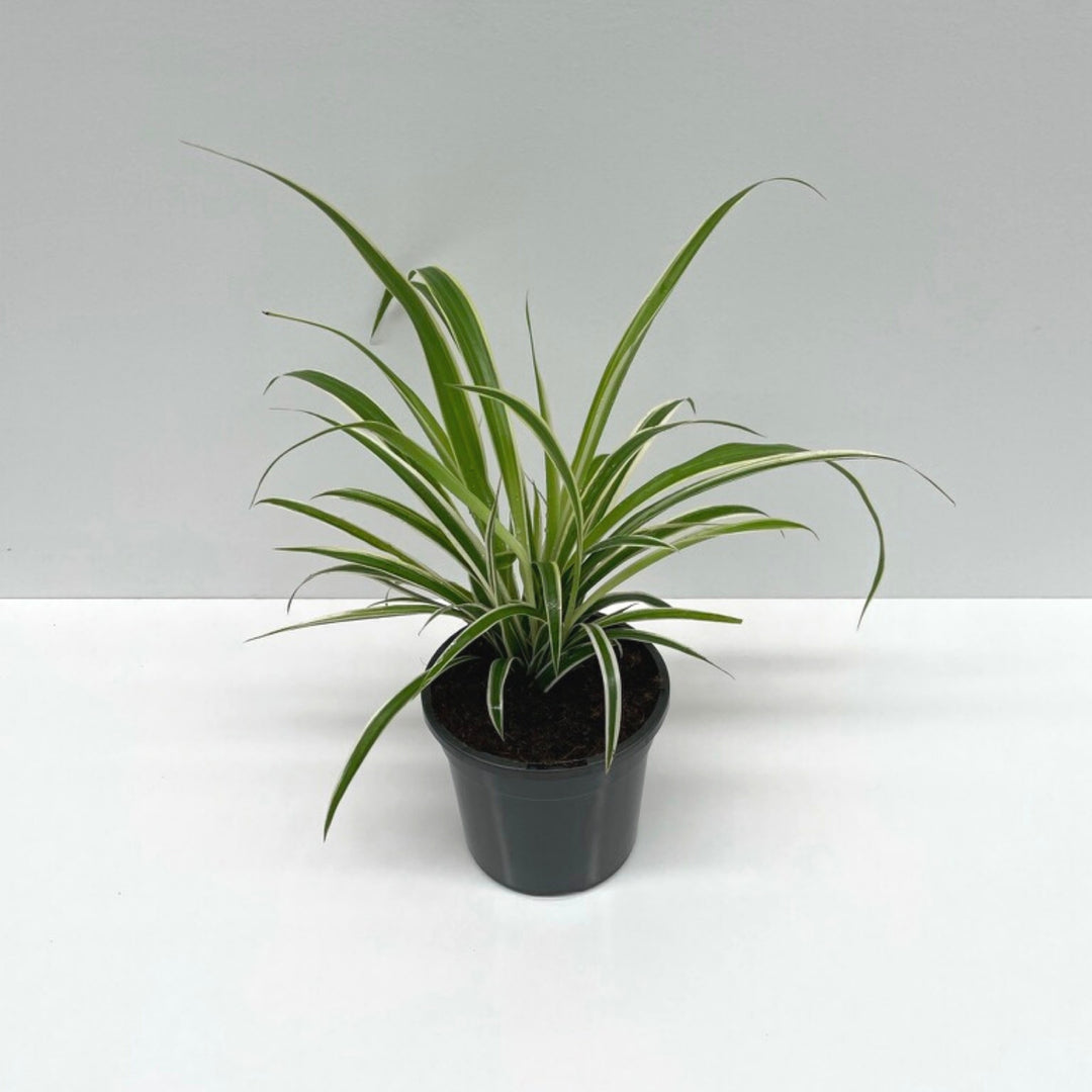 Spider Plant (Chlorophytum Comosum)