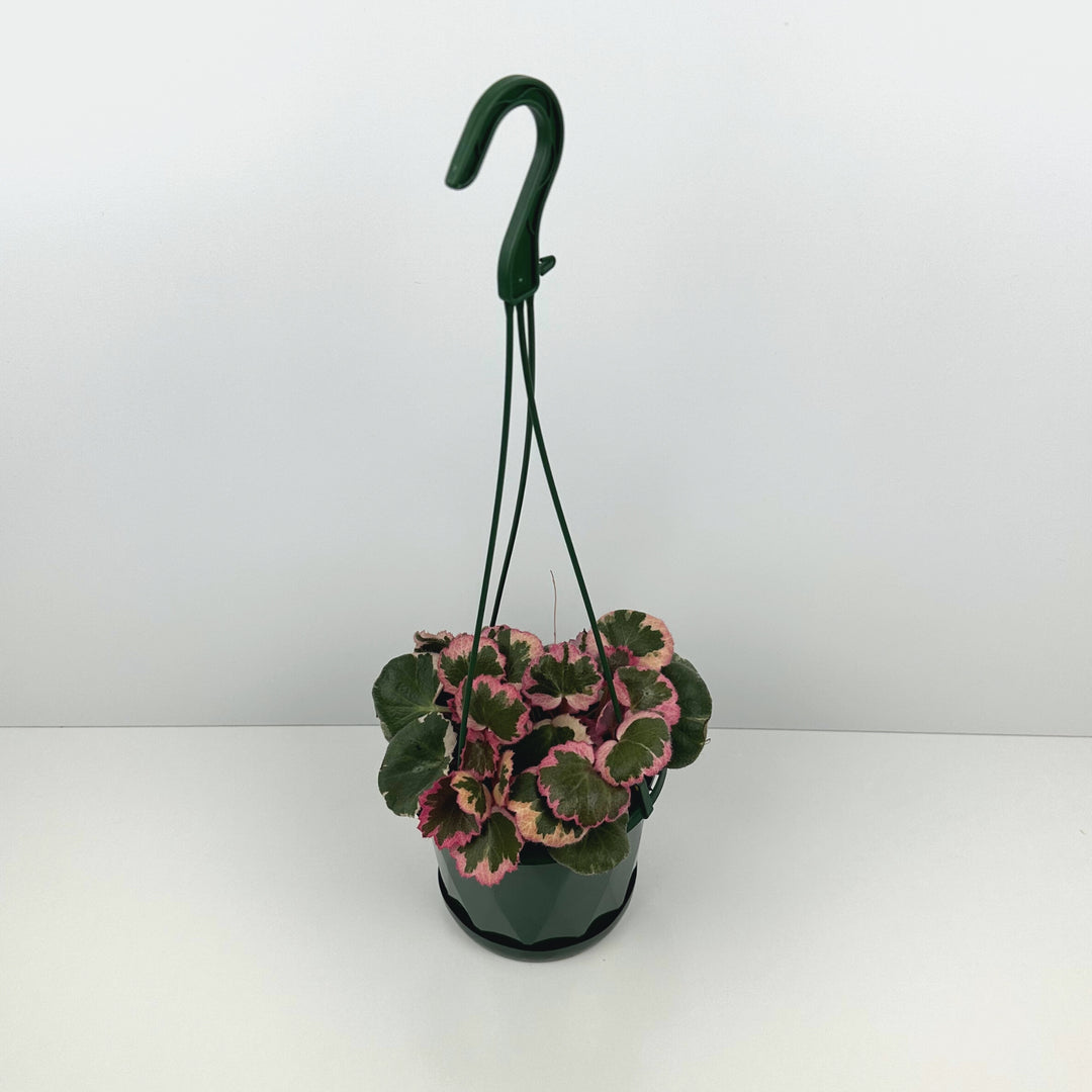 Strawberry Begonia 'Variegata' 130mm