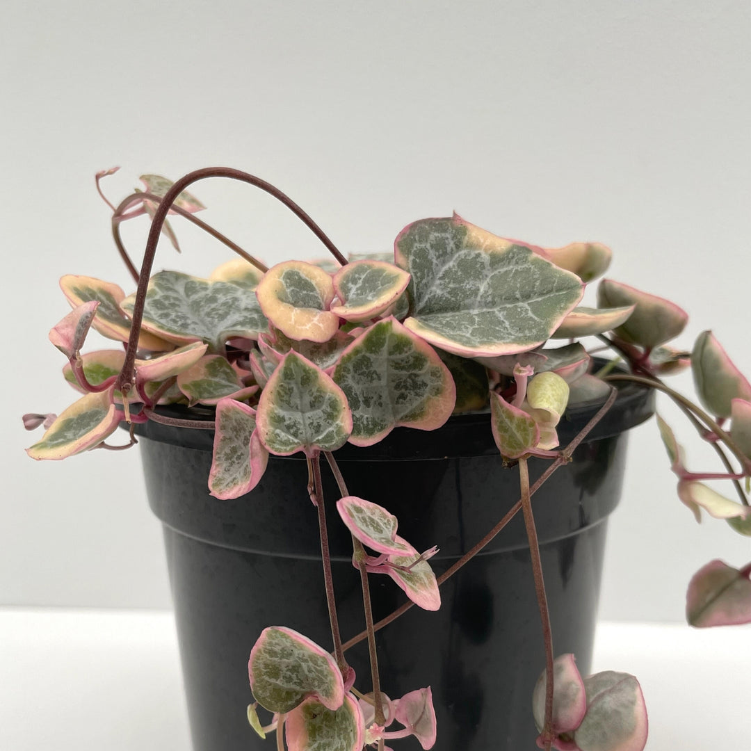 Variegated Chain of Hearts