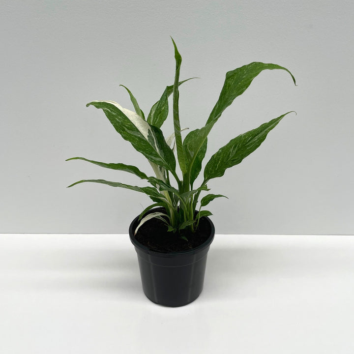 Variegated Peace Lily (Spathiphyllum Domino) 